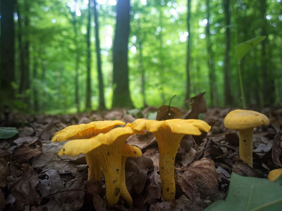 Rebozuelo o Cantharellus Cibarius: el rey de las setas comestibles